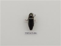 藏品(叩頭蟲(1))的圖片